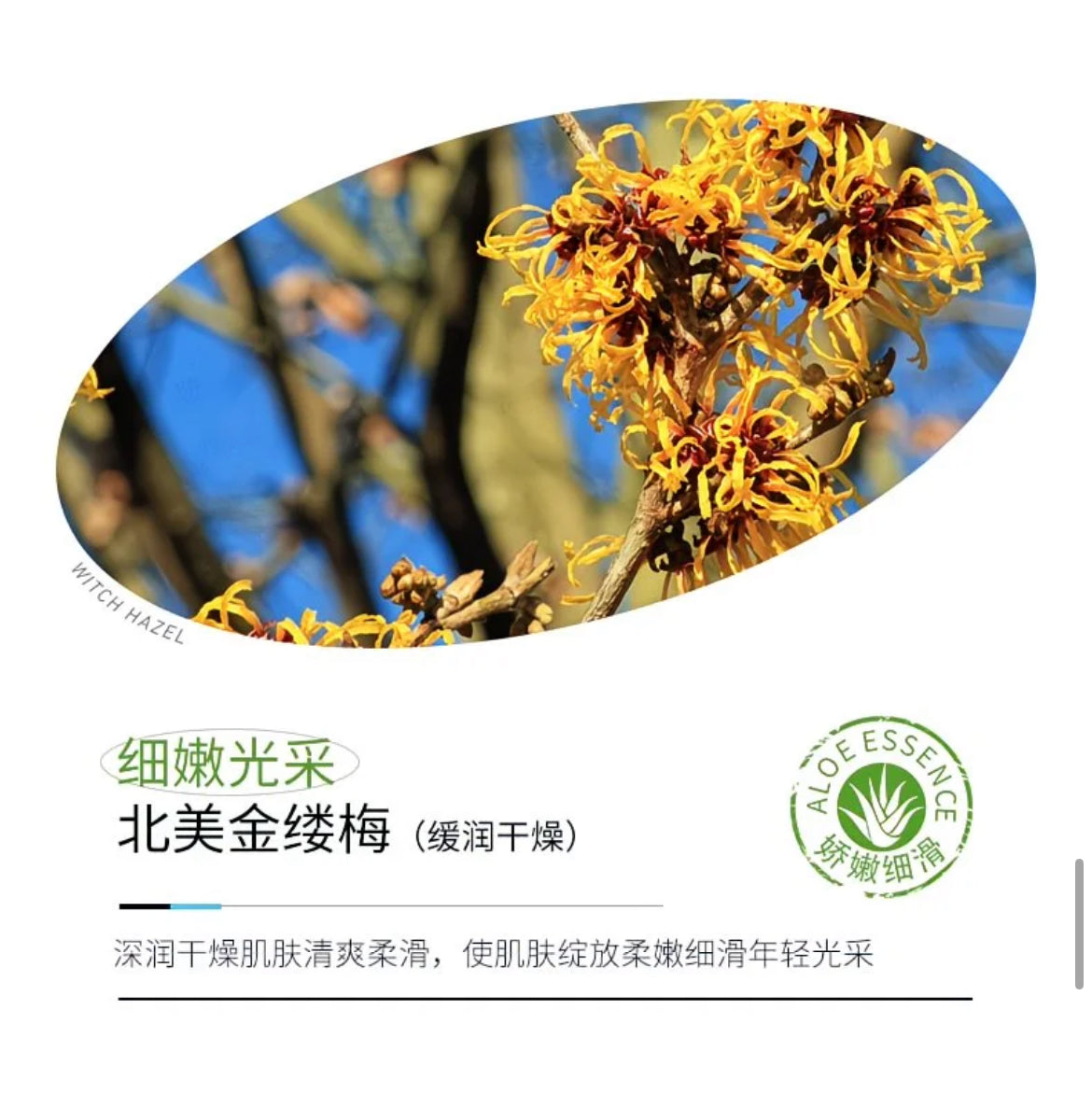 【P50116】平价好物 ✨ 芦荟补水美肌精华面霜 ❤️